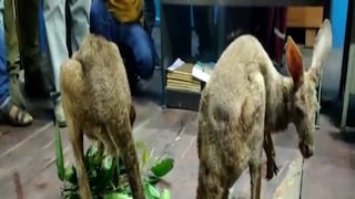 তিনটে ক্যাঙারুকেই পৃথক এনক্লোজারে রাখা হয়েছে