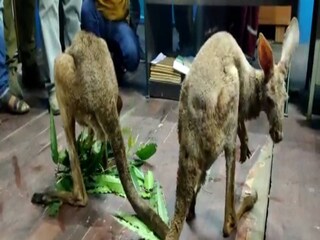তিনটে ক্যাঙারুকেই পৃথক এনক্লোজারে রাখা হয়েছে
