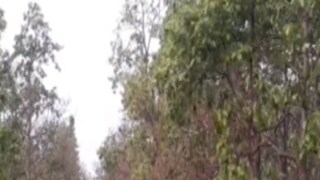 মহুল ফল বাংলা সাহিত্যেও প্রতিফলিত হয়েছে