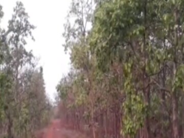 মহুল ফল বাংলা সাহিত্যেও প্রতিফলিত হয়েছে