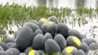 তরমুজ চাষে ক্ষতির আশঙ্কায় তরমুজচাষিদের মাথায় হাত পড়েছে