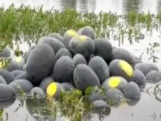 তরমুজ চাষে ক্ষতির আশঙ্কায় তরমুজচাষিদের মাথায় হাত পড়েছে