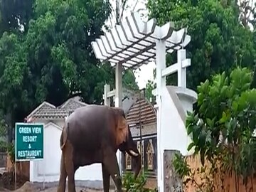 Jhargram Elephant