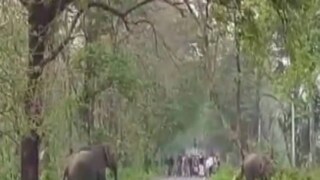 Alipurduar Elephant