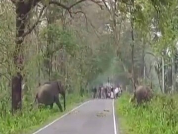 Alipurduar Elephant