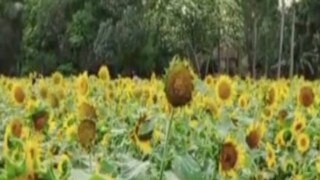 পাঁচ বিঘা জমির সেই সূর্যমুখীর রূপ দেখতে ভিড় সেলফিপ্রেমী ও প্রকৃতিপ্রেমীদের পাঁচ বিঘা জমির সেই সূর্যমুখীর রূপ দেখতে ভিড় সেলফিপ্রেমী ও প্রকৃতিপ্রেমীদের