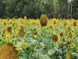 পাঁচ বিঘা জমির সেই সূর্যমুখীর রূপ দেখতে ভিড় সেলফিপ্রেমী ও প্রকৃতিপ্রেমীদের