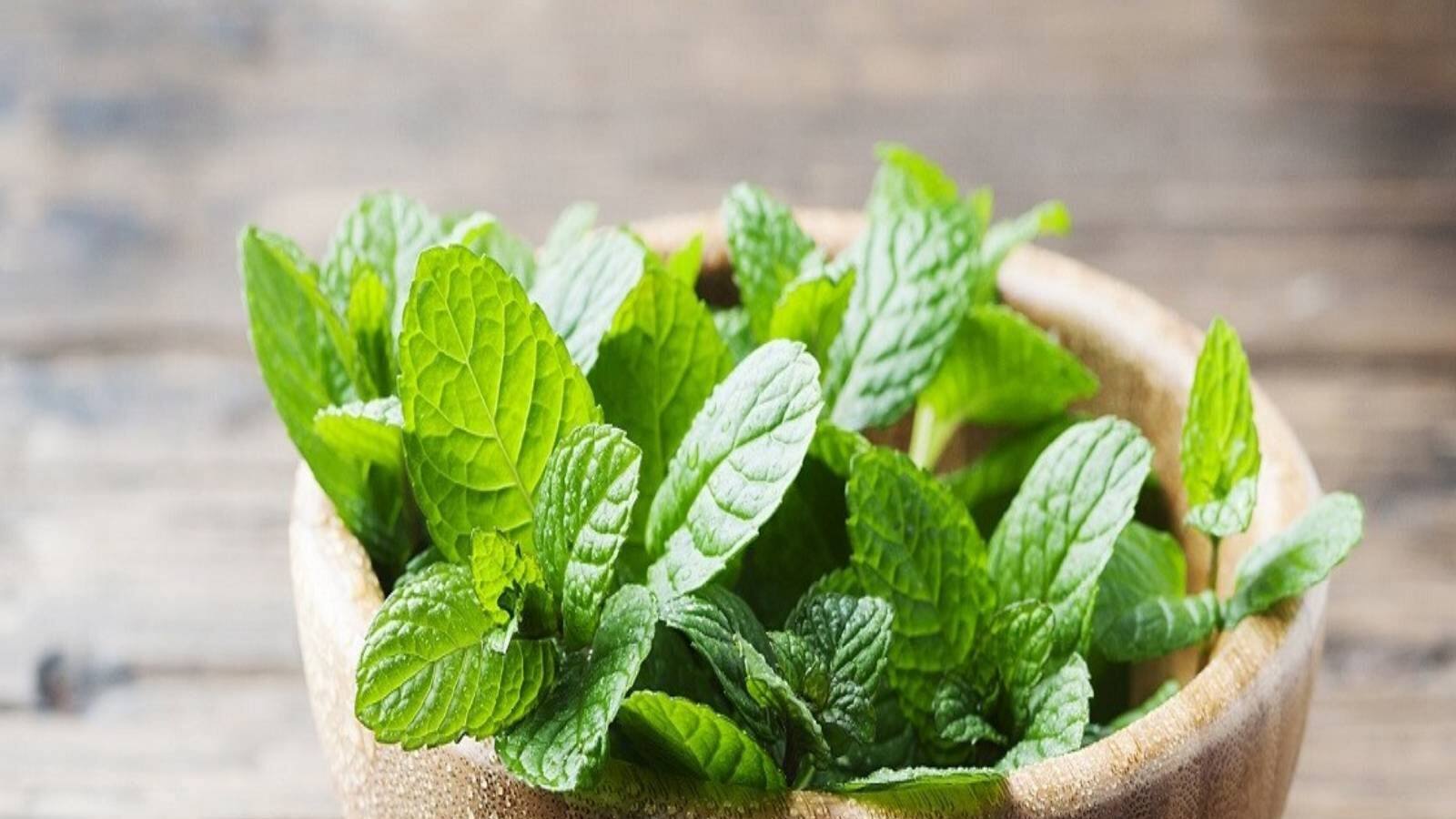 Mint leaves have many wonderful benefits ওজন হ্রাস থেকে ব্রণ গায়েব