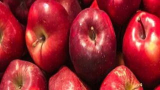 গবেষণায় দেখা গিয়েছে হিমঘরের আপেলে ছত্রাক বেশি বংশবিস্তার করে