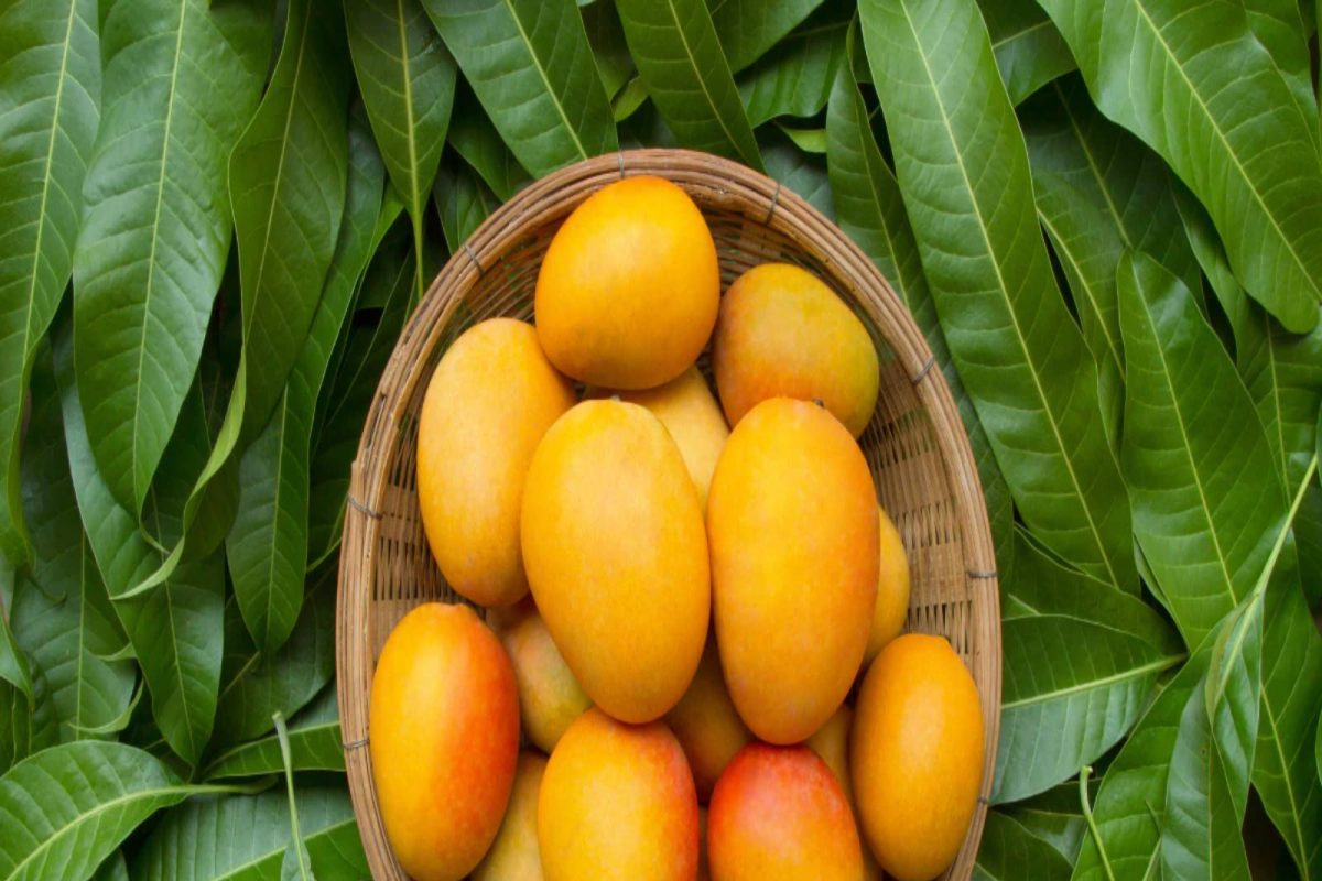 Health benefits of mangoes : গরমে দেদার আম খাওয়ার আগে জানুন এর অগাধ গুণাগুণ