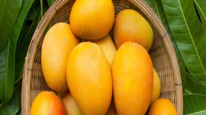 ত্বকের জন্য উপকারী
উজ্জ্বল চেহারার জন্য, আপনার মুখে আমের কার্নেল লাগান এবং ৩০ মিনিটের জন্য রেখে দিন। এতে বিটা ক্যারোটিন এবং ভিটামিন এ রয়েছে যা আপনার বর্ণহীন ত্বকে প্রাণ দেয় এবং ব্রণের মতো রোগের বিরুদ্ধেও লড়াই করে। এই পদ্ধতিটি করার সঠিক সময় হল রাতে ঘুমানোর আগে। ত্বকের জন্য উপকারী
উজ্জ্বল চেহারার জন্য, আপনার মুখে আমের কার্নেল লাগান এবং ৩০ মিনিটের জন্য রেখে দিন। এতে বিটা ক্যারোটিন এবং ভিটামিন এ রয়েছে যা আপনার বর্ণহীন ত্বকে প্রাণ দেয় এবং ব্রণের মতো রোগের বিরুদ্ধেও লড়াই করে। এই পদ্ধতিটি করার সঠিক সময় হল রাতে ঘুমানোর আগে।