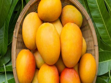 ত্বকের জন্য উপকারী
উজ্জ্বল চেহারার জন্য, আপনার মুখে আমের কার্নেল লাগান এবং ৩০ মিনিটের জন্য রেখে দিন। এতে বিটা ক্যারোটিন এবং ভিটামিন এ রয়েছে যা আপনার বর্ণহীন ত্বকে প্রাণ দেয় এবং ব্রণের মতো রোগের বিরুদ্ধেও লড়াই করে। এই পদ্ধতিটি করার সঠিক সময় হল রাতে ঘুমানোর আগে।