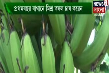 কাঁচা কলা কখন চাষ করা উচিত? কীভাবে বাণিজ্যিকভাবে লাভবান হবেন?