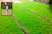 ঘাস চাষ করলেই লাখপতি ! দেশের ঘাস পৌঁছে যাচ্ছে বিদেশ ! জানুন বিস্তারিত