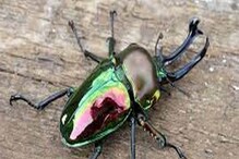 Stag Beetle Price: পৃথিবীর সবচেয়ে মূল্যবান পোকা এটি! পোকা পুষতে বহু মানুষ খরচ করছেন ১ কোটি টাকা! Stag Beetle Price: পৃথিবীর সবচেয়ে মূল্যবান পোকা এটি! পোকা পুষতে বহু মানুষ খরচ করছেন ১ কোটি টাকা!