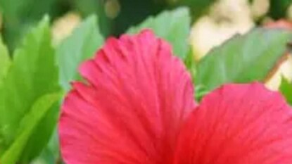 দূর হবে নেতিবাচক প্রভাব, জীবন হবে সাফল্যে পরিপূর্ণ- সঙ্গে থাক কেবল একটি জবা ফুল! দূর হবে নেতিবাচক প্রভাব, জীবন হবে সাফল্যে পরিপূর্ণ- সঙ্গে থাক কেবল একটি জবা ফুল!