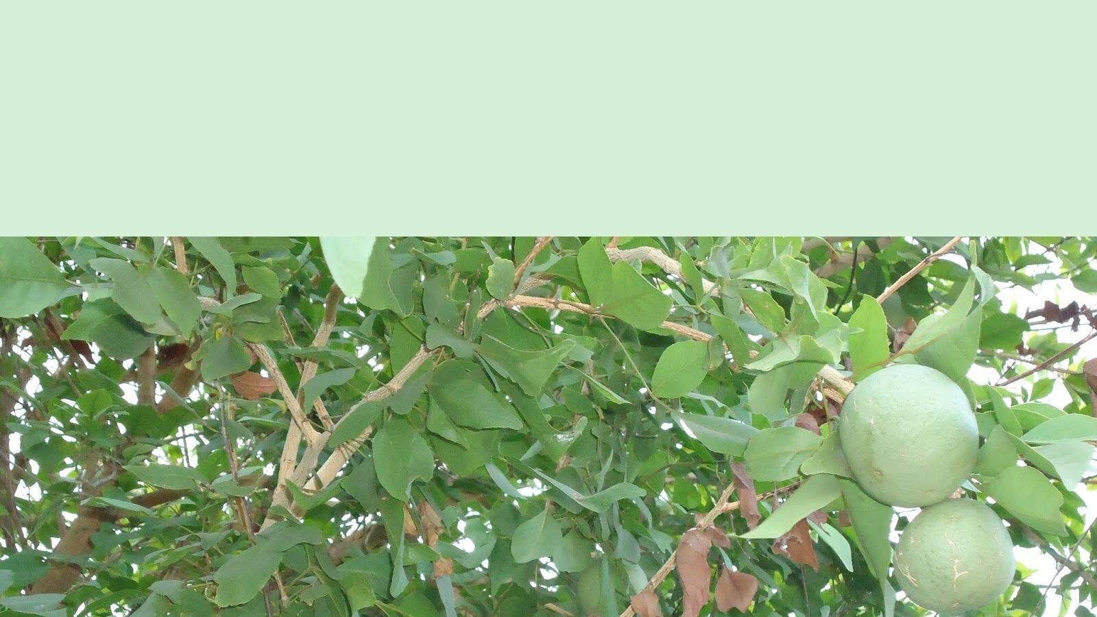 How to ripen wood apple bael at home গরমে বেলের সরবত! মাটির নীচে