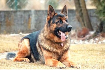 কুকুরকে কামড়ে দিল মানুষ, চালাল অজস্রবার ছুরি