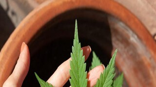 Paschim Medinipur: 31 kgs Cannabis recovered by police in Shalbani of juglemahal