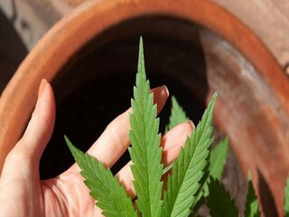Paschim Medinipur: 31 kgs Cannabis recovered by police in Shalbani of juglemahal