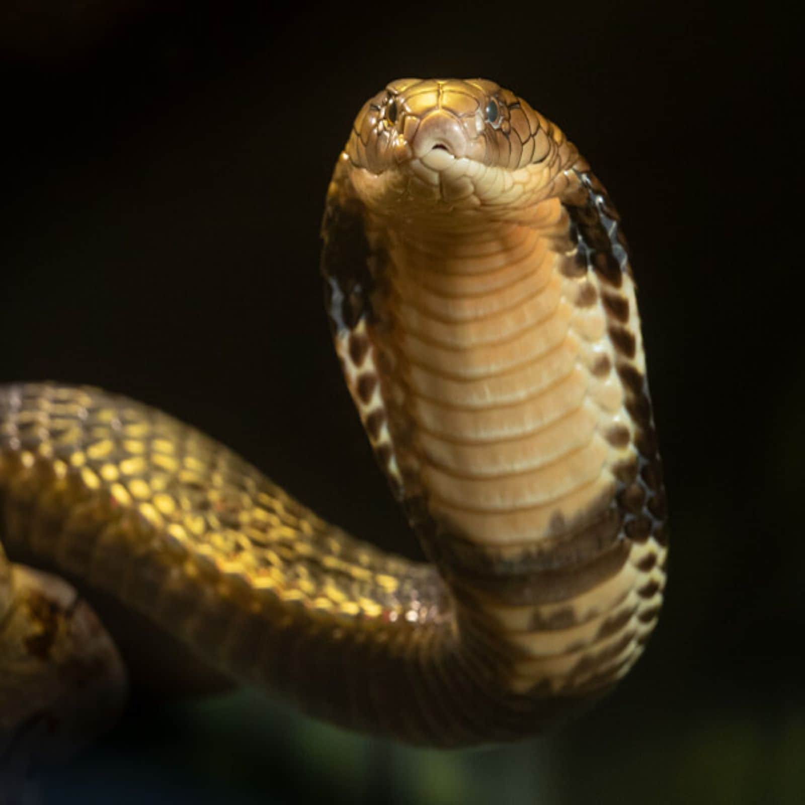 King Cobra Viral: Huge Snake Entered The Bathroom Man Opened The Door And Found Dangerous View| বাথরুমের দরজা খুলতেই মাথায় আকাশ ভেঙে পড়ল! বিশাল বিষধর কেউটে ফণা তুলে, হাত পা অবশ ...