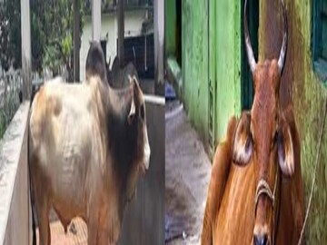 প্রতীকী ছবি