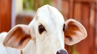 প্রতীকী ছবি