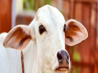 প্রতীকী ছবি
