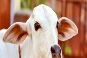 গরুপাচার মামলায় এনামুলের 'ভাইপো' জাহাঙ্গিরের বাড়িতে CID তল্লাশি! সিল করা হল অফিস