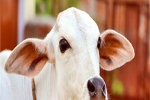 গরুপাচার মামলায় এনামুলের 'ভাইপো' জাহাঙ্গিরের বাড়িতে CID তল্লাশি! সিল করা হল অফিস গরুপাচার মামলায় এনামুলের 'ভাইপো' জাহাঙ্গিরের বাড়িতে CID তল্লাশি! সিল করা হল অফিস