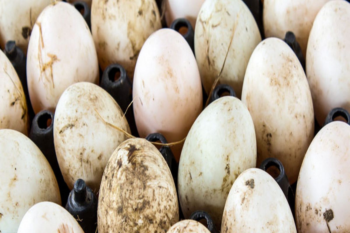 Dirty Poultry Eggs: ডিমে লেগে রয়েছে মুরগির শুকনো বিষ্ঠার দাগ বা পালক? খাবেন নাকি খাবেন না?
