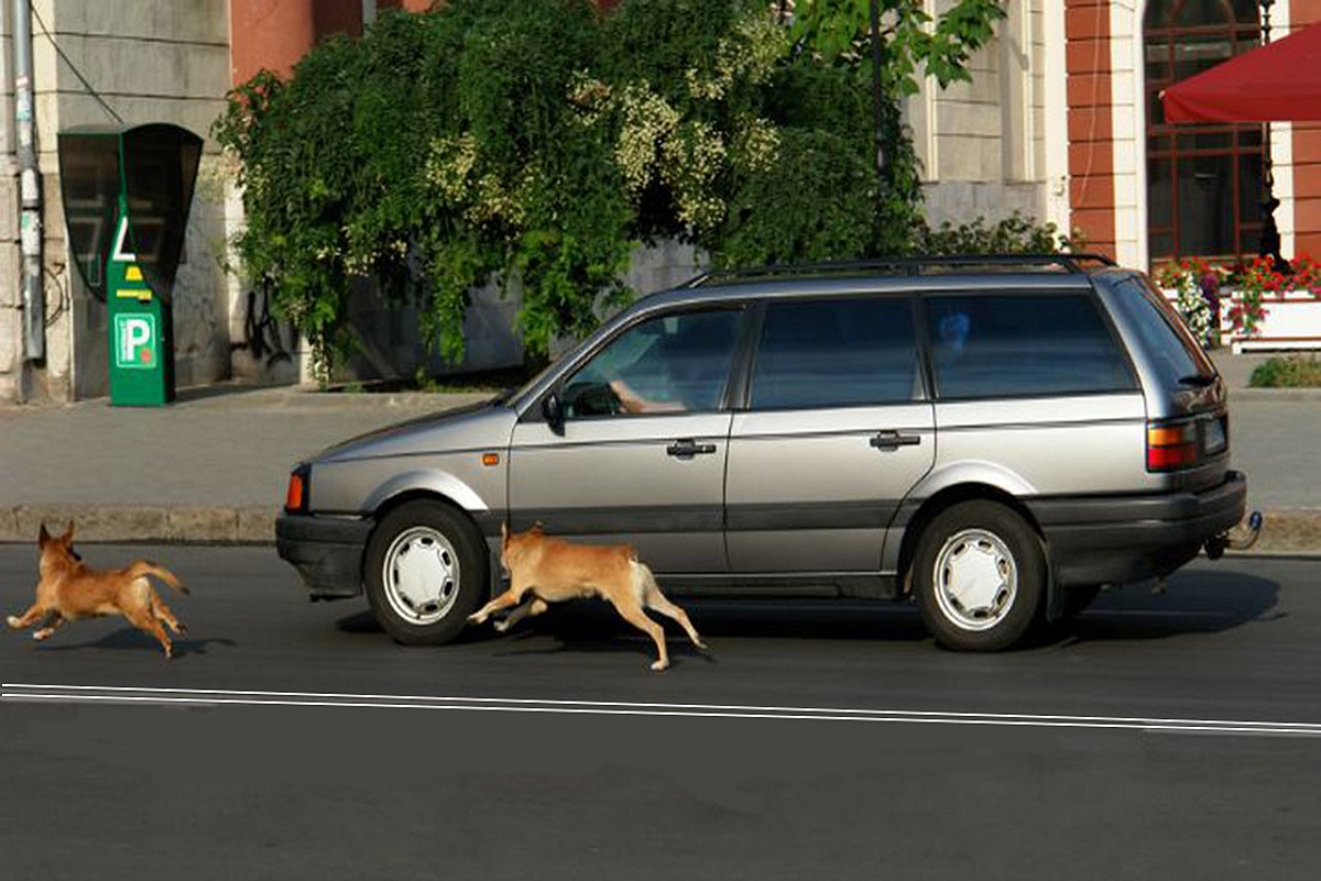 why do dogs run after cars