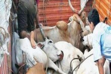 ধাওয়া করছে পুলিশ, চলন্ত ট্রাক থেকে গরুগুলোকে রাস্তায় ছুড়ে ফেলছে পাচারকারীরা