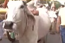 কী কাণ্ড! কলকাতার রাস্তায় চলছে গরুর গাড়ি! দেখুন কী কাণ্ড! কলকাতার রাস্তায় চলছে গরুর গাড়ি! দেখুন