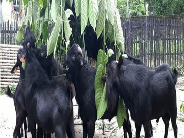 প্রতীকী ছবি
