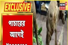 পাচারের আগেই দুই ক্যাঙারু শাবক উদ্ধার বনদফতরের! তুমুল শোরগোল জলপাইগুড়িতে পাচারের আগেই দুই ক্যাঙারু শাবক উদ্ধার বনদফতরের! তুমুল শোরগোল জলপাইগুড়িতে