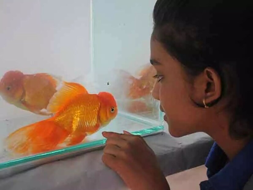 মাছ: বিড়ালের পরেই দ্বিতীয় স্থানে রয়েছে মাছ। সমীক্ষায় দেখা গিয়েছে ১৯ শতাংশ মহিলার এক্ষেত্রে প্রথম পছন্দ মাছ।