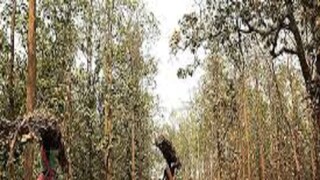 জঙ্গলমহলে আতঙ্ক জঙ্গলমহলে আতঙ্ক