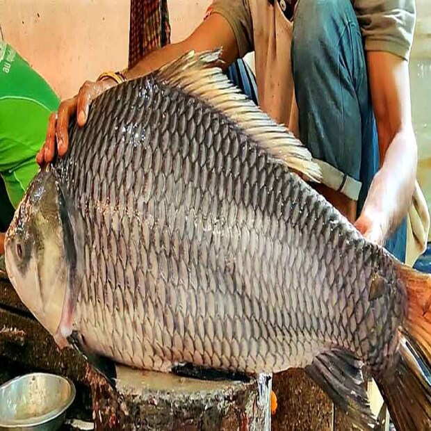 তবে, খুব সম্প্রতি নয়, গত বছর সেপ্টেম্বর মাসে বাংলাদেশে পদ্মা নদীর রাজবাড়ির গোয়ালন্দ থেকে এই কাতলাটি ধরা পড়ে। উল্লেখযোগ্য বিষয় হল, পদ্মা নদী থেকে ধরা পড়া এখনও পর্যন্ত সবচেয়ে বড় সাইজের কাতলা মাছ এটিই। 