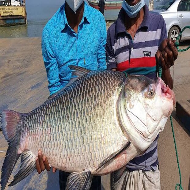 মত্স্যজীবী গুরুদেব হালদারের জালে এই মাছটি ধরা পড়ে। এত বড় সাইজের কাতলা মাছটি ধরা পড়ার পর অবাক হয়ে যান উপস্থিত সকলেই। অতিকার মাছটি নিয়ে দৌলতদিয়া ফেরিঘাট টার্মিনাল সংলগ্ন বাজারে নিলাম করতে নিয়ে আসেন মৎস্যজীবীরা। স্থানীয় ব্যবসায়ী মোহাম্মদ চাঁন্দু মোল্লা সেই মাছটি কেনেন।