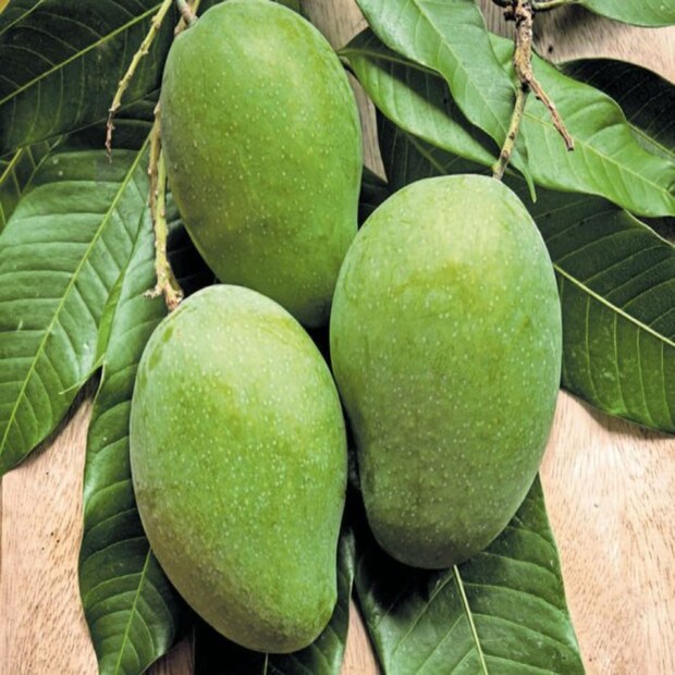 কাঁচা আমের পপসিকল: একটা ব্লেন্ডারে চিনি, কালো নুন, পুদিনা পাতা কাঁচা আমের টুকরো এবং ১/৪ কাপ জল দিয়ে ভালো করে মেশাতে হবে। পেস্ট তৈরি হয়ে গেলে সেটা ছাঁচে ঢেলে ফ্রিজে রাখতে হবে। জমে গেলে তৈরি আমের পপসিকল। এবার ঠান্ডা ঠান্ডা পরিবেশন করলেই হল।