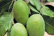 কাঁচা আমই মুশকিল আসান, জানুন এর হরেক ব্যবহার আর হরেকরকম উপকারিতা