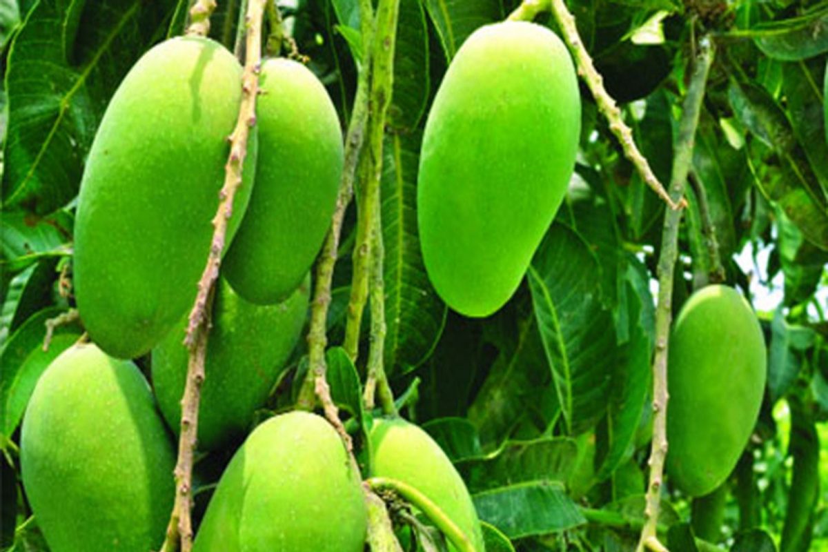 Interesting Facts Of Mango:  ল্যাংড়া আমের নাম 'ল্যাংড়া' কেন? জানেন আপনি? কারণ জানলে চমকে যাবেন, গ্যারান্টি!