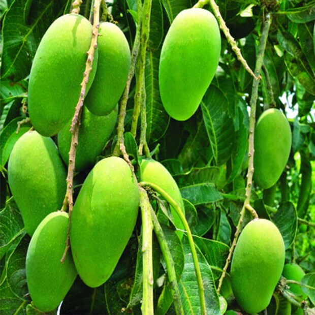 Disclaimer : এখানে দেওয়া তথ্য ঘরোয়া প্রতিকার এবং সাধারণ তথ্যের উপর ভিত্তি করে নেওয়া। এটি গ্রহণ করার আগে, দয়া করে চিকিৎসকের পরামর্শ নিন। নেটওয়ার্ক ১৮ এটিকে নিশ্চিত করে না।