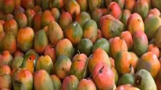 আমের মধ্যে লুকিয়ে টিয়া