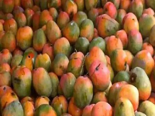 আমের মধ্যে লুকিয়ে টিয়া