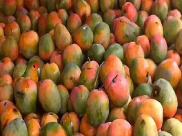 আমের মধ্যে লুকিয়ে টিয়া
