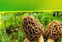 এটাই প্রধানমন্ত্রী মোদির প্রিয় সবজি! দাম শুনলে চোখ কপালে উঠবে