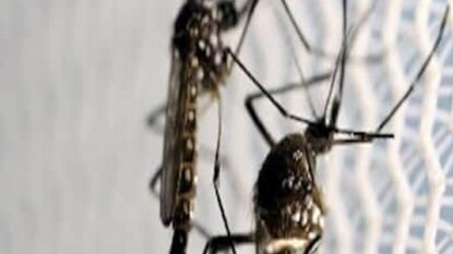 মশারা নানা রকমের গন্ধ পায়। ঘাম থেকে নির্গত অ্যামোনিয়া, ল্যাকটিক অ্যাসিড, এর গন্ধ পায় এরা। অতিরিক্ত পরিশ্রমে যেন শরীর গরম হয় এবং ল্যাকটিক অ্যাসিড তৈকি হয়। ঘামের গন্ধের উপরেও নির্ভর করে, কাকে মশা বেশি কামড়াবে। যারা ঘামে বেশি তাদের বহু দূর থেকেই সহজে হদিশ পায় মশারা।
মশারা নানা রকমের গন্ধ পায়। ঘাম থেকে নির্গত অ্যামোনিয়া, ল্যাকটিক অ্যাসিড, এর গন্ধ পায় এরা। অতিরিক্ত পরিশ্রমে যেন শরীর গরম হয় এবং ল্যাকটিক অ্যাসিড তৈকি হয়। ঘামের গন্ধের উপরেও নির্ভর করে, কাকে মশা বেশি কামড়াবে। যারা ঘামে বেশি তাদের বহু দূর থেকেই সহজে হদিশ পায় মশারা।