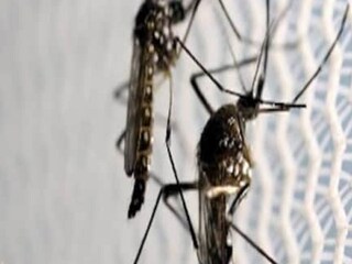 মশারা নানা রকমের গন্ধ পায়। ঘাম থেকে নির্গত অ্যামোনিয়া, ল্যাকটিক অ্যাসিড, এর গন্ধ পায় এরা। অতিরিক্ত পরিশ্রমে যেন শরীর গরম হয় এবং ল্যাকটিক অ্যাসিড তৈকি হয়। ঘামের গন্ধের উপরেও নির্ভর করে, কাকে মশা বেশি কামড়াবে। যারা ঘামে বেশি তাদের বহু দূর থেকেই সহজে হদিশ পায় মশারা। 
